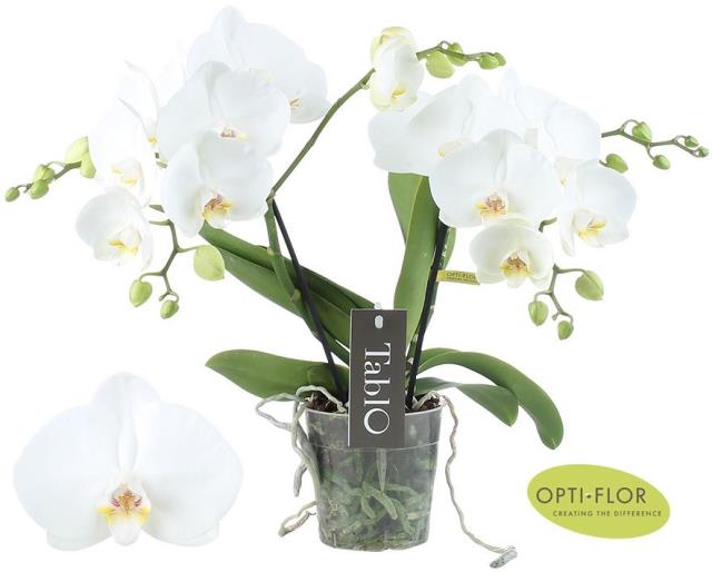 Phalaenopsis Tablo Champagne